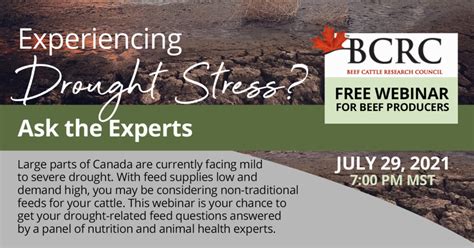 Experiencing Drought Stress? Ask the Experts - BeefResearch.ca