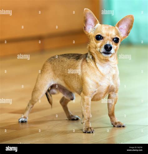 smooth coated Russkiy Toy standing on floor Stock Photo - Alamy