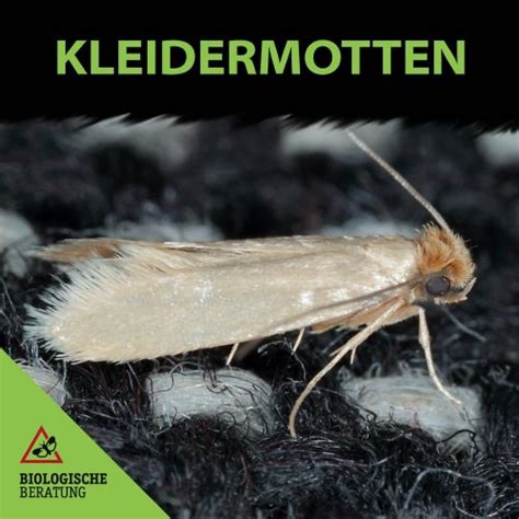 Kleidermotten Erkennen effektiv bekämpfen