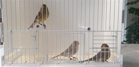 Kanarki Agaty Kanarek Z Woliery Zewnętrznej Mrozów • Olxpl