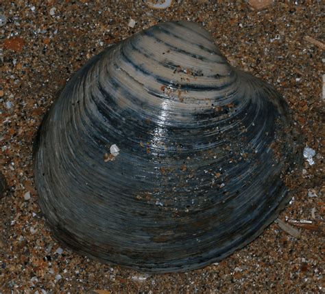 Ocean Quahog l Exciting Creature - Our Breathing Planet