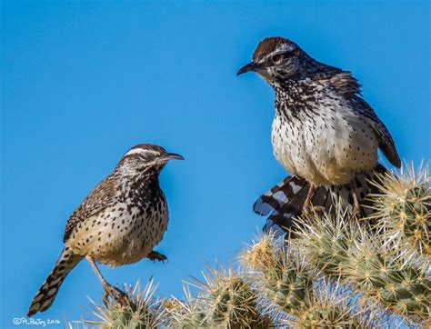 Birds of the Mojave Desert Three-day Workshop - San Fernando Valley ...