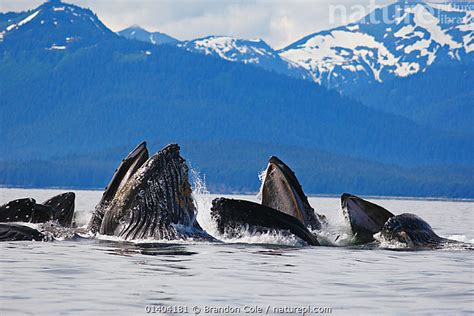 Stock Photo Of Humpback Whales Megaptera Novaeangliae Pod Bubble Net