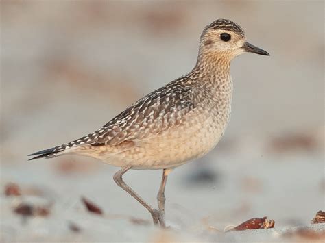 20 Beautiful Birds Of Kauai Images IDs