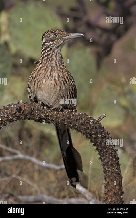 Chaparral Bird Hi Res Stock Photography And Images Alamy