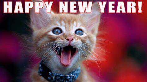 Funny Cats Happy New Years Song Youtube