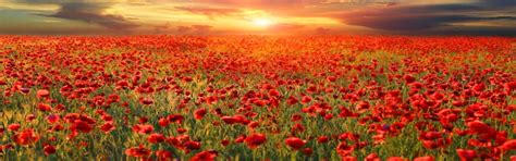 Remembrance Day City Of Orillia