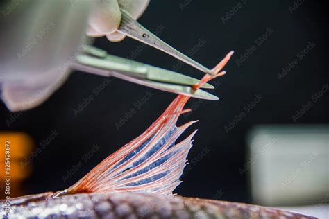 Anatomy of Tilapia Fish for detecting disease Stock Photo | Adobe Stock