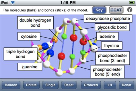 Labeled Dna Models Projects