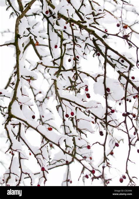 Branches Of Hawthorne Tree Covered In Red Berries And Snow Stock Photo