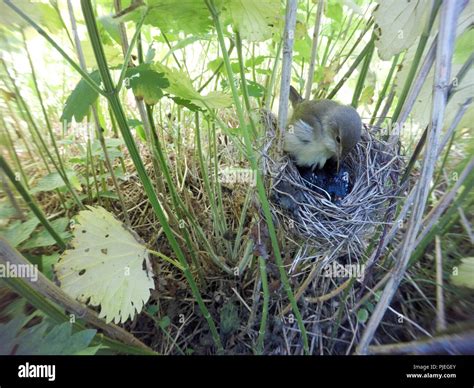 A Chick Of Common Cuckoo Cuculus Canorus In Nest Of Marsh Warbler