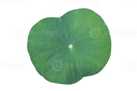 Lotus Leaf Isolate Collection Of On Transparent Background Png File