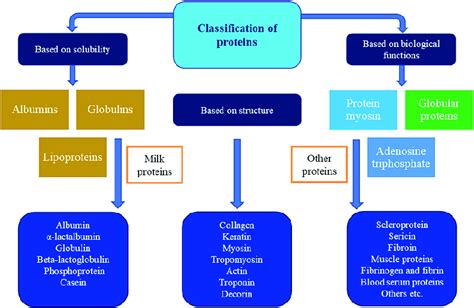 Classification Of Some Important Proteins This Figure Has Been