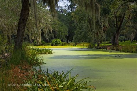 An Afternoon in the Jungle Gardens of Avery Island | Jungle gardens ...