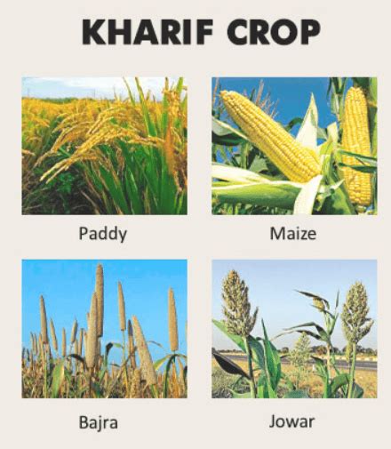 Difference Between Rabi And Kharif Crops