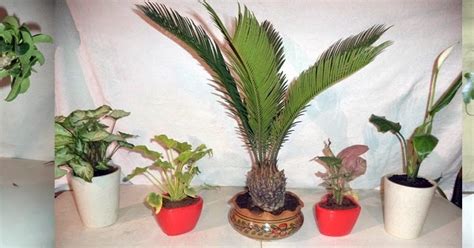 Dwarka Parichay News - Info Services: INDOOR PLANTS BRING GOOD LUCK ...