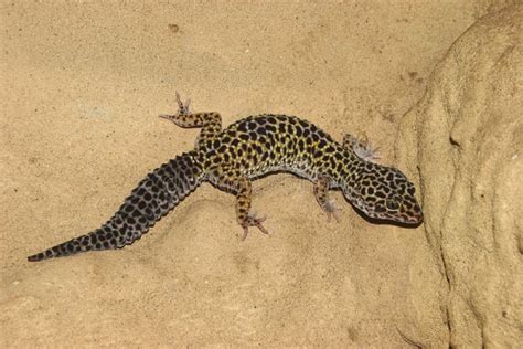 Leopard Spotted Gecko Stock Photo Image Of Amphibian 9351014