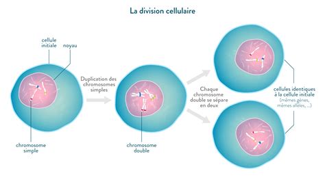 La Transmission De Linformation Génétique Et Des Informations Héréditaires