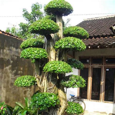 Harga Pohon Beringin Korea Jual Pohon Bonsai Beringin Korea Tukang Pohon Beringin Korea