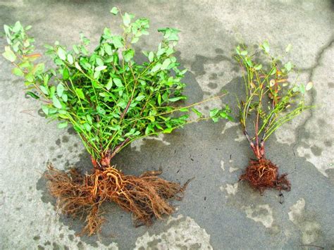 Fighting Phytophthora In Blueberries Growing Produce