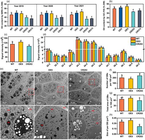 BnaBASS2 Promotes Seed Oil Accumulation In Mature Seeds A Oil