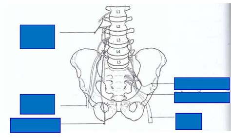 Diagram Of Nerves Of The Lower Limb Quizlet