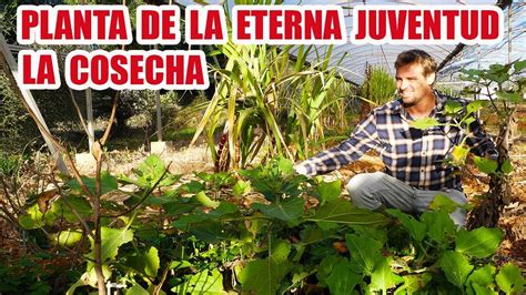 Planta De La Eterna Juventud Su Cosecha Beneficios Y Curiosidades Youtube