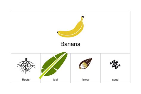 Banana Elements Deeezy