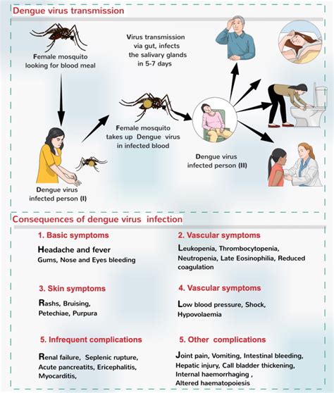 Latest Research On Dengue Hemorrhagic Fever Ask The Nurse Expert