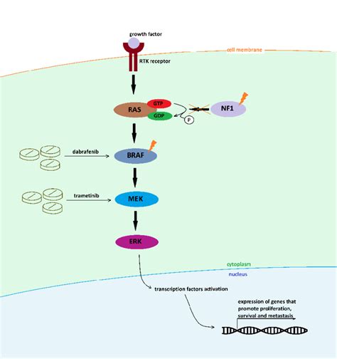 Scheme Of The Signal Transduction Pathway Involving Braf And Nf1