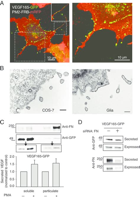 Shedding Of Vegf165 Gfp From Pm A Cos 7 Cells Were Transfected With