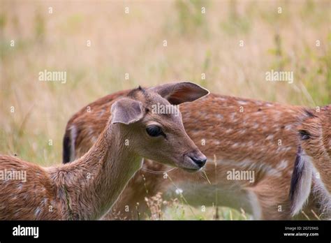 Fawn With Spots Hi Res Stock Photography And Images Alamy