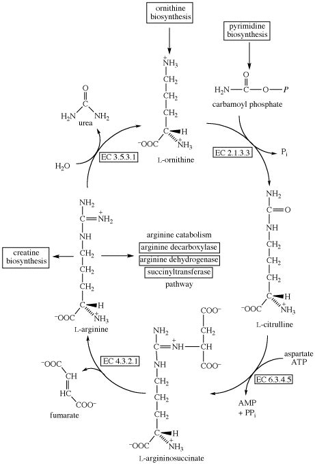 Arginine Biosynthesis