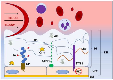 Changes Of Endothelial Glycocalyx In Cardiac Surgery Encyclopedia MDPI