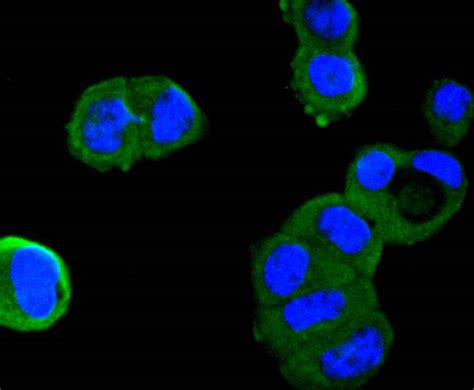 Angiotensinogen Rabbit Mab Sab Signalway Antibody