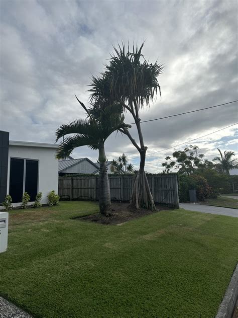 Tree Pruning Branching Out Tree Services Tree Removal Sunshine