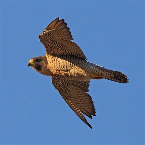 Falcon - Peregrine Falcon Info - Photo 2