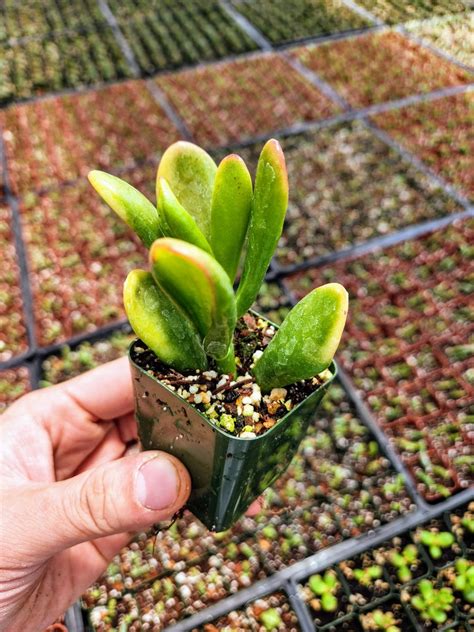 Crassula Ovata Gollum ET Fingers In 2 Inches Pot Etsy