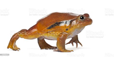 False Tomato Frog Dyscophus Guineti Against White Background Stock