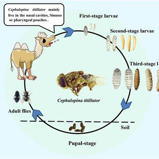 The life cycle of C. titillator | Download Scientific Diagram