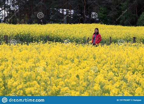 A Woman Admiring Canola Field Scenery Stock Image Image Of Cute