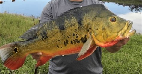 How To Catch Peacock Bass Targeting This Exciting Species