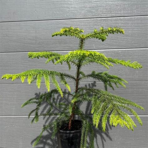 Cook Pine (Araucaria Columnaris) | Sequoia Valley Farms