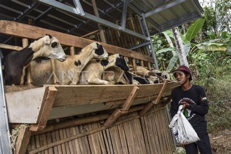 Peternak Kesulitan Dapatkan Pakan Rumput Segar Antara Foto