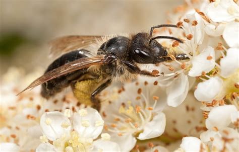 Solitary Bees The Lonely World Of The Flower Bee Earth Life