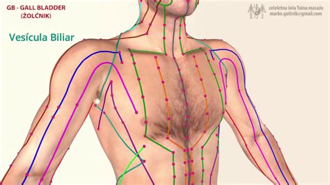 Meridiano Do Corpo Humano Librain