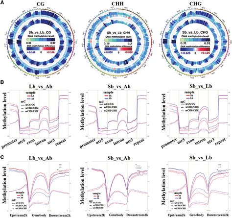 Comparative Analysis Of Dna Methylation Levels In Different Genomic