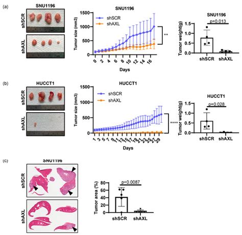 Cancers Free Full Text Targeting Axl Using The Avb 500 Soluble