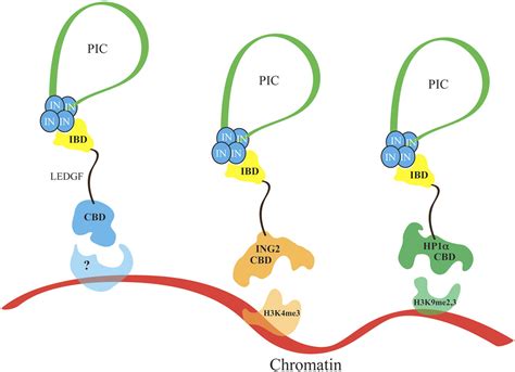 Targeting Hiv 1 Dna Integration By Swapping Tethers Pnas