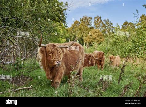 Highland Cattle Licking Hi Res Stock Photography And Images Alamy